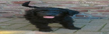 Labradoodle Puppy 3