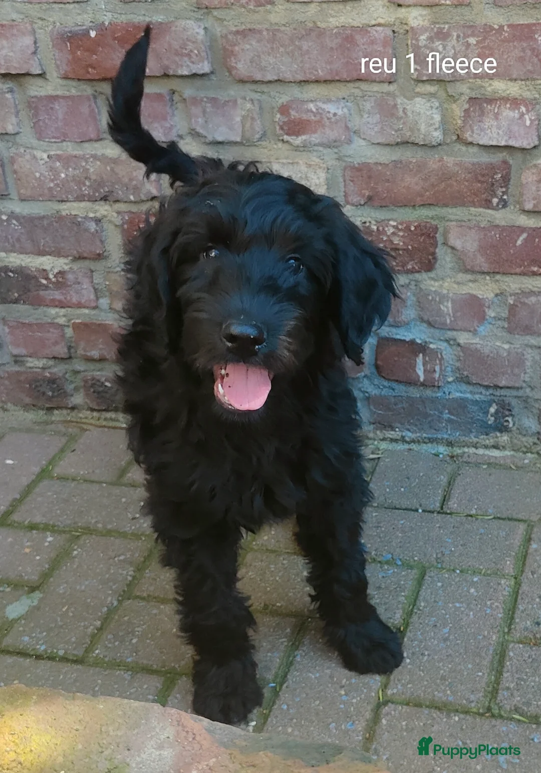 Labradoodle honden te koop: 3 prachtige zwarte f4 labradoodle pups - Advertentie 10