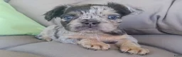 Franse Bulldog honden te koop: Franse bulldog pups - Advertentie 2