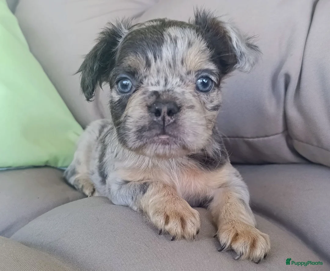 Franse Bulldog honden te koop: Franse bulldog pups - Advertentie 2