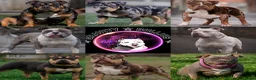 Amerikaanse Bully honden ter dekking: American Bully XL dekreu  - Advertentie 37
