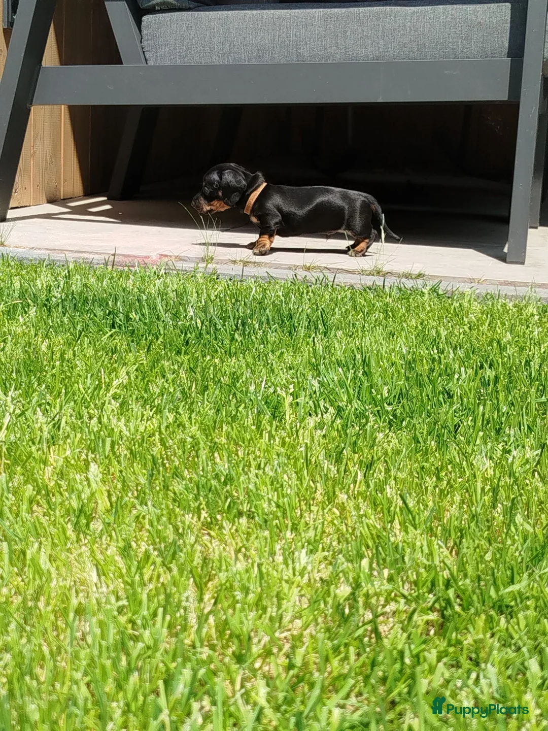 Teckel (korthaar)  honden te koop: Ras zuivere dwerg teckel pups  - Advertentie 15