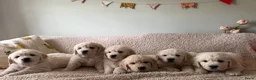 Golden Retriever honden te koop: Golden retriever pups🐶❤️ - Advertentie 3