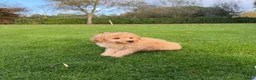 Labradoodle honden te koop: Dwergpoedel x Labradoodle pups - Advertentie 15