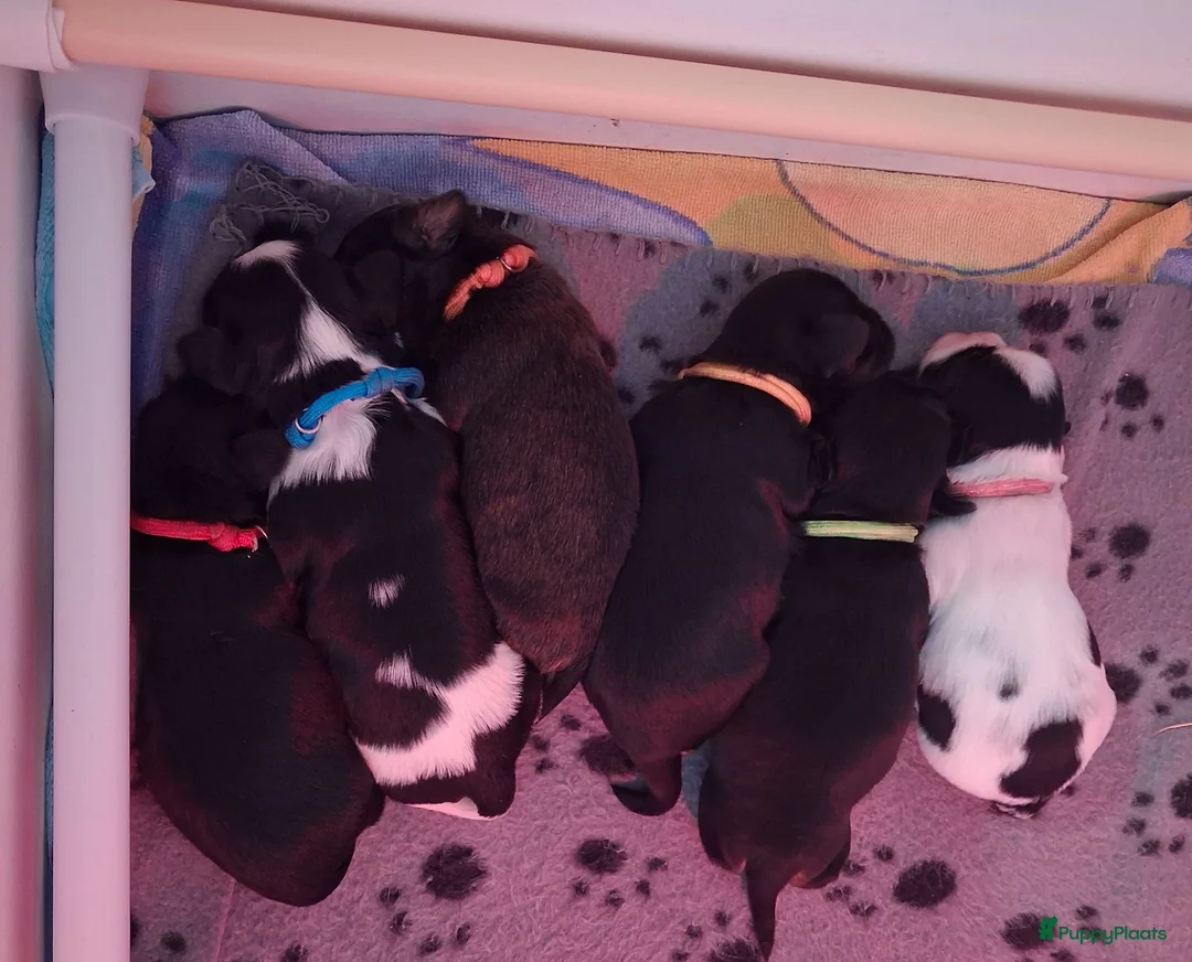 Kruising honden te koop: Mooie Boomer pups - Advertentie 31