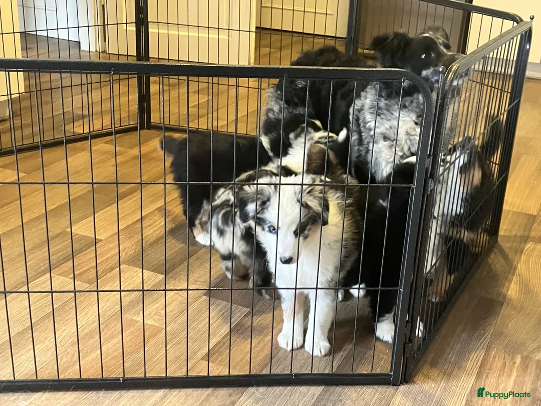 Australian Shepherd honden te koop: prachtige Miniature American Shepherd (MAS)pups - Advertentie 12