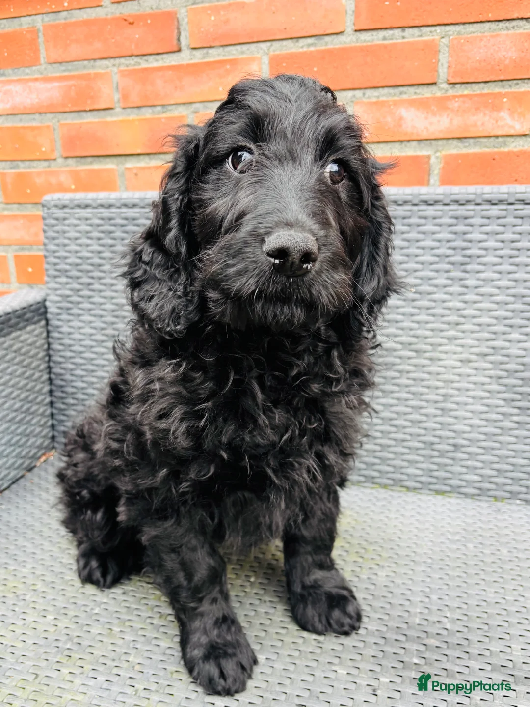 Goldendoodle honden te koop: Goldendoodle Pup reutje  - Advertentie 1