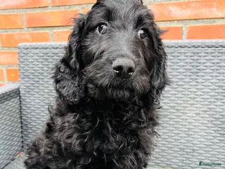 Goldendoodle honden Goldendoodle Pup reutje - Advertentie 1