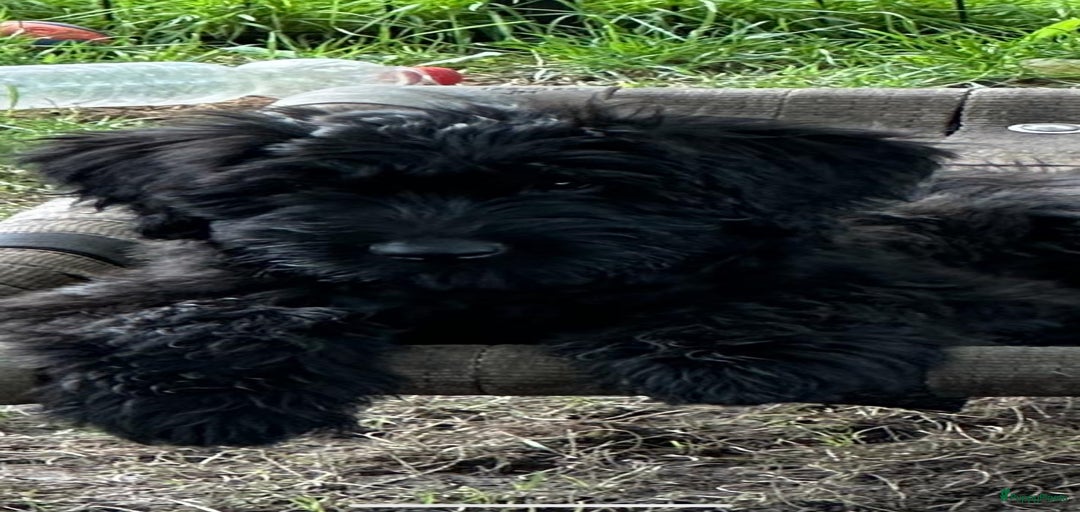 Galerij afbeelding {{count}}