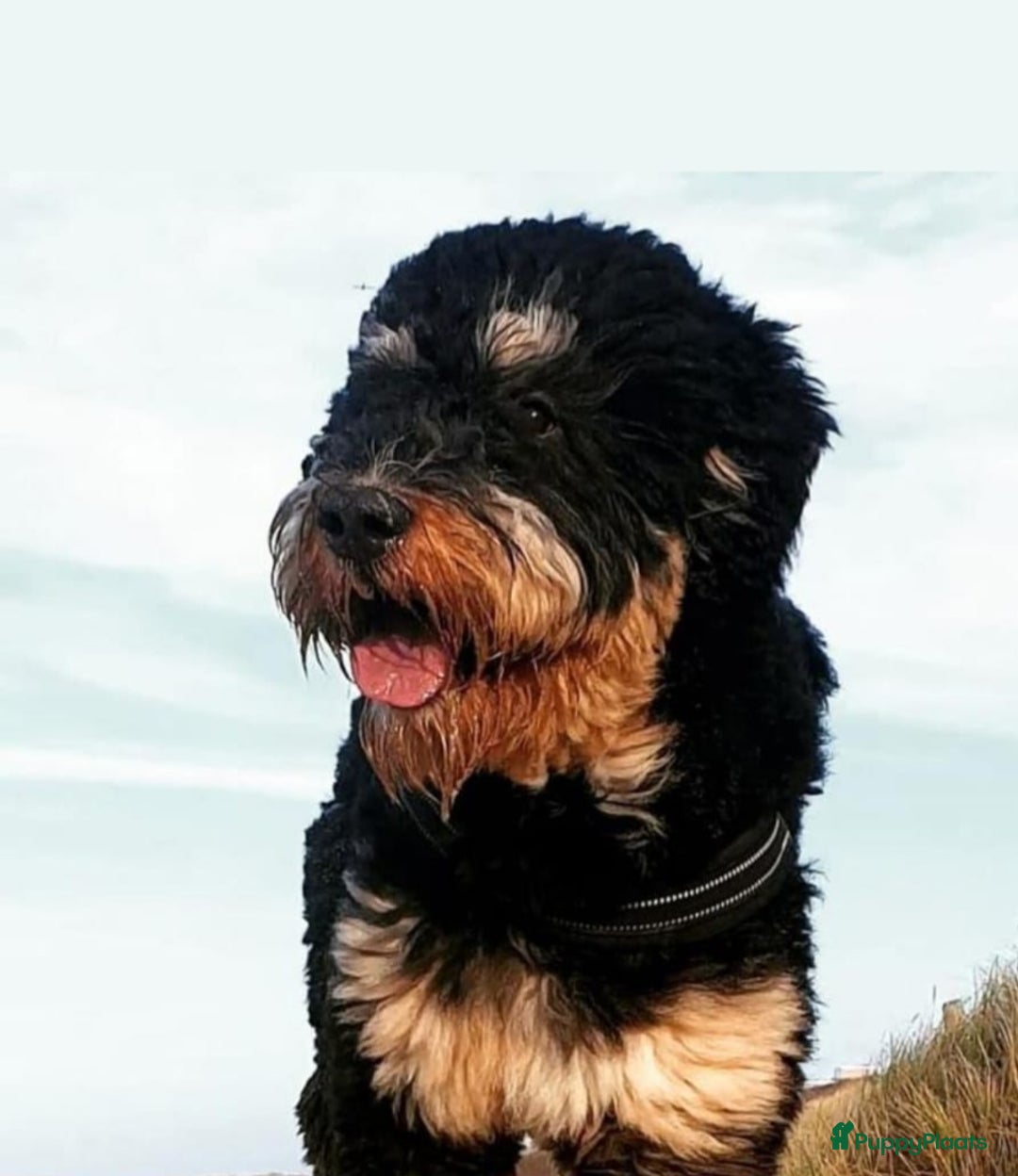 Bernedoodle honden te koop: Bernedoodles multigen - Afbeelding 5