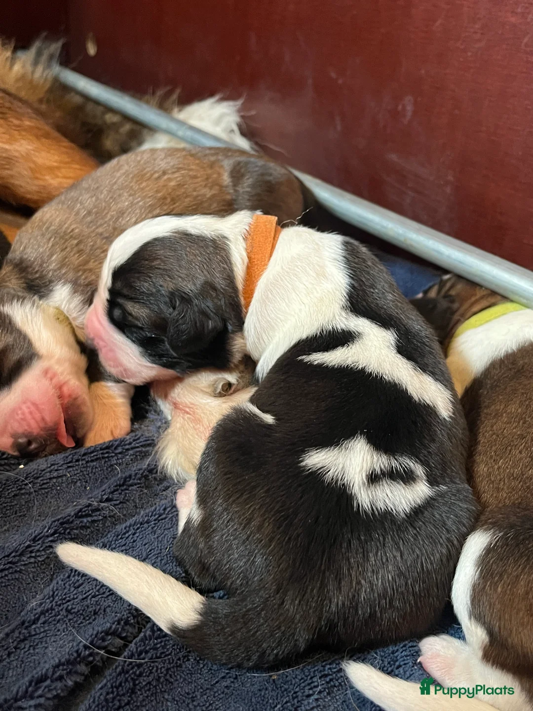 Kruising honden te koop: Lieve Sint-Bernard pups - Advertentie 7