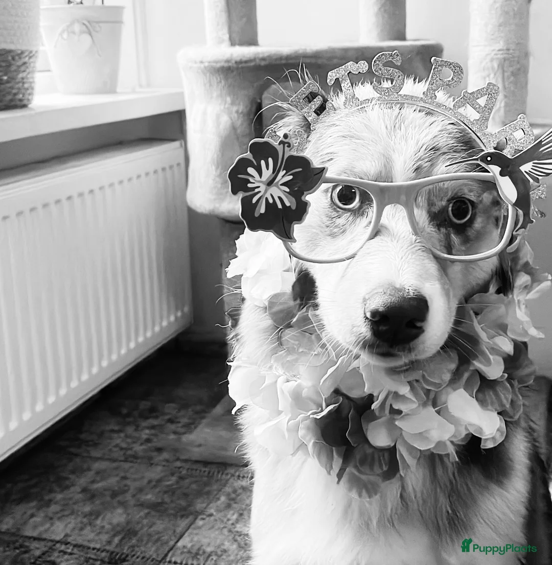 Australian Shepherd honden te koop: Prachtige pups Australian shepherd X  - Advertentie 21