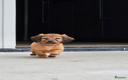 Teckel (langhaar) honden te koop: Mini - langharige dwergteckel pup met stamboom in Lienden - Afbeelding 7