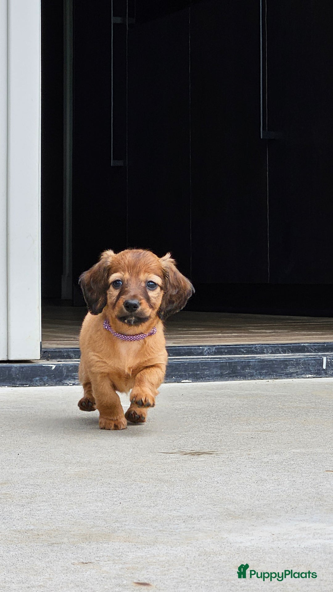 Teckel (langhaar) honden te koop: Mini - langharige dwergteckel pup met stamboom in Lienden - Afbeelding 7
