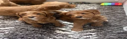 Australian Labradoodle honden te koop: Multigen Australian Labradoodle pups - Advertentie 6