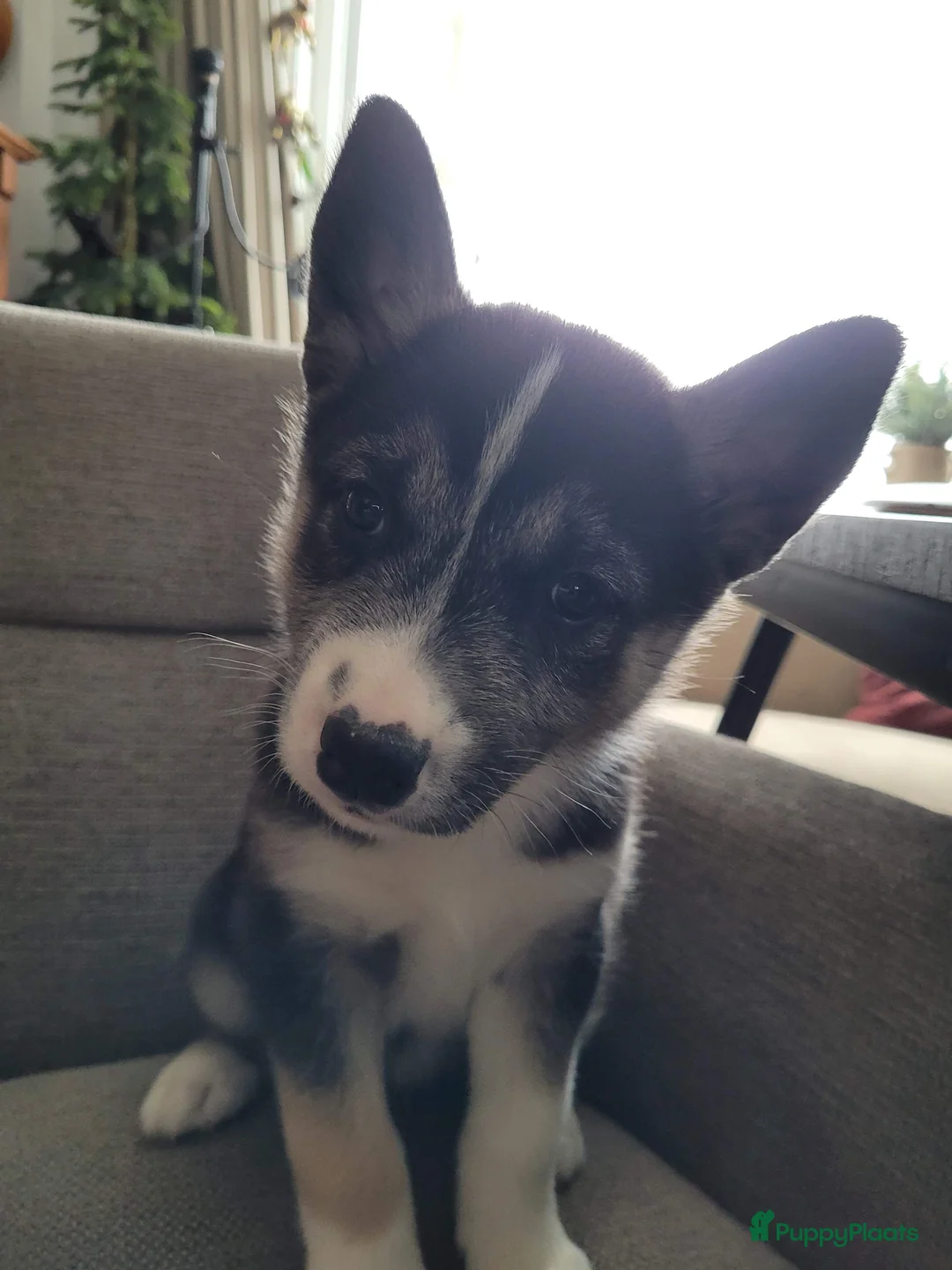 Siberische Husky honden te koop: Prachtige Husky pups - Advertentie 1