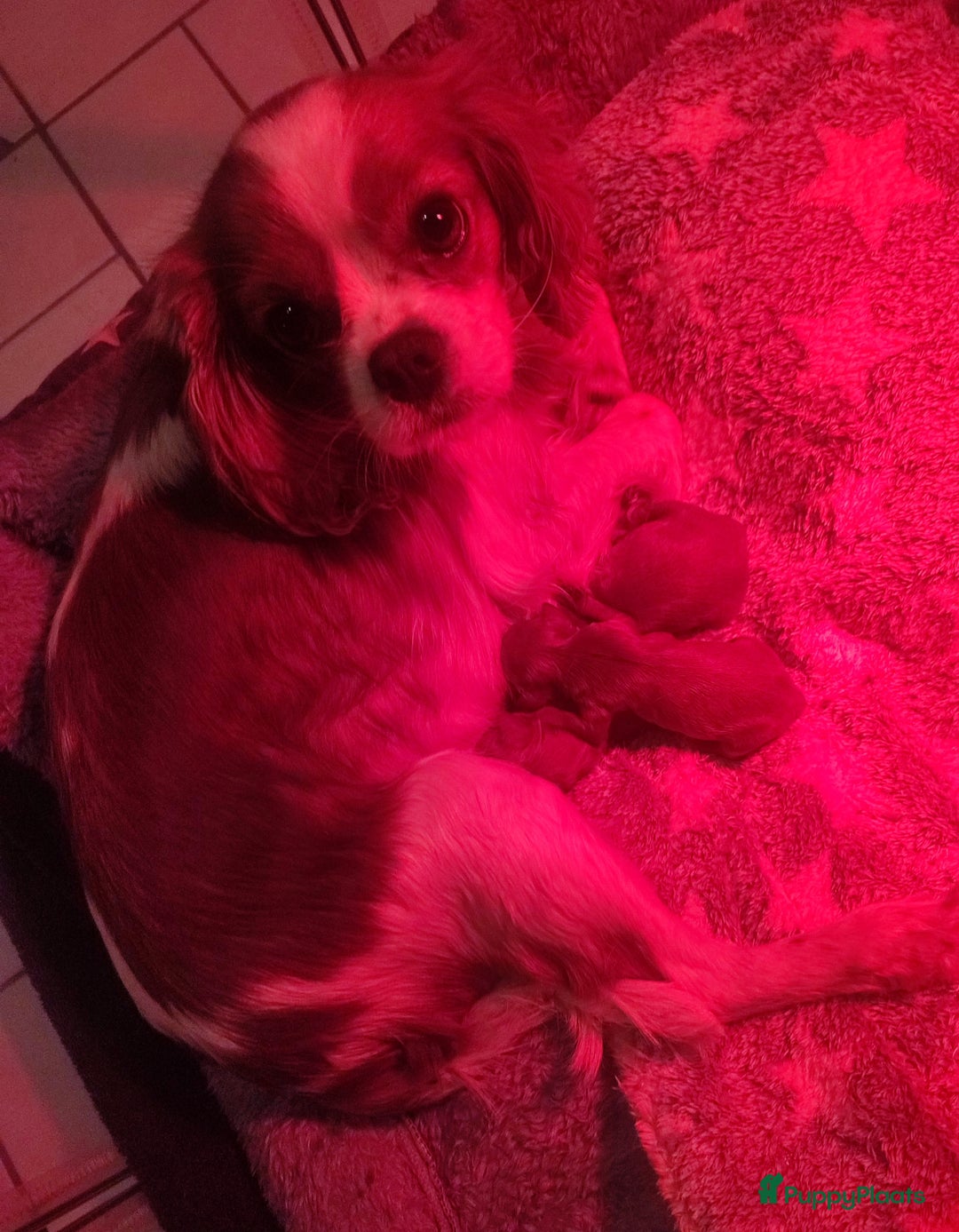 Cavapoo honden te koop: Prachtige cavapoo pups - Advertentie 11