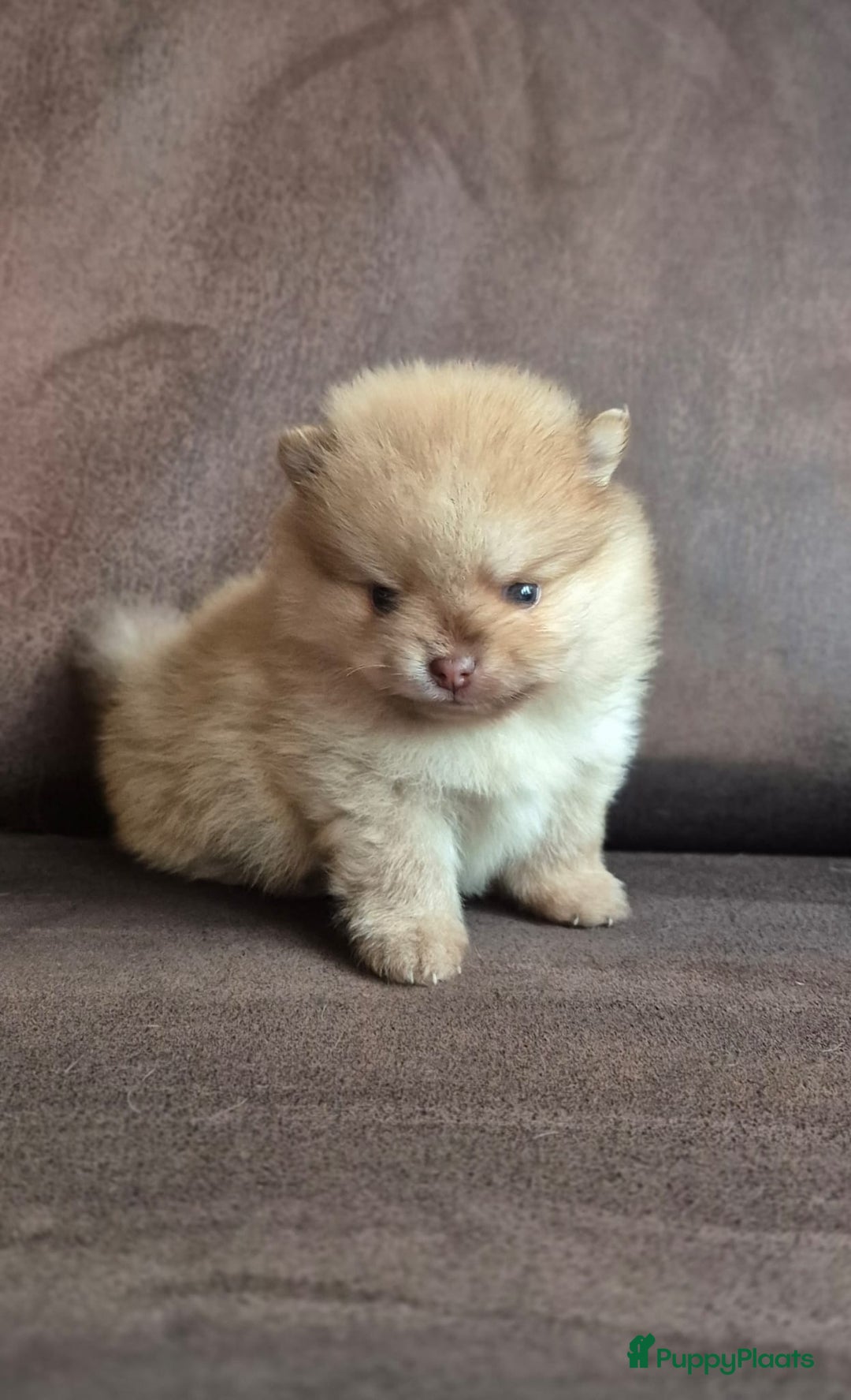 Kruising honden te koop: 3 reutjes - Advertentie 16