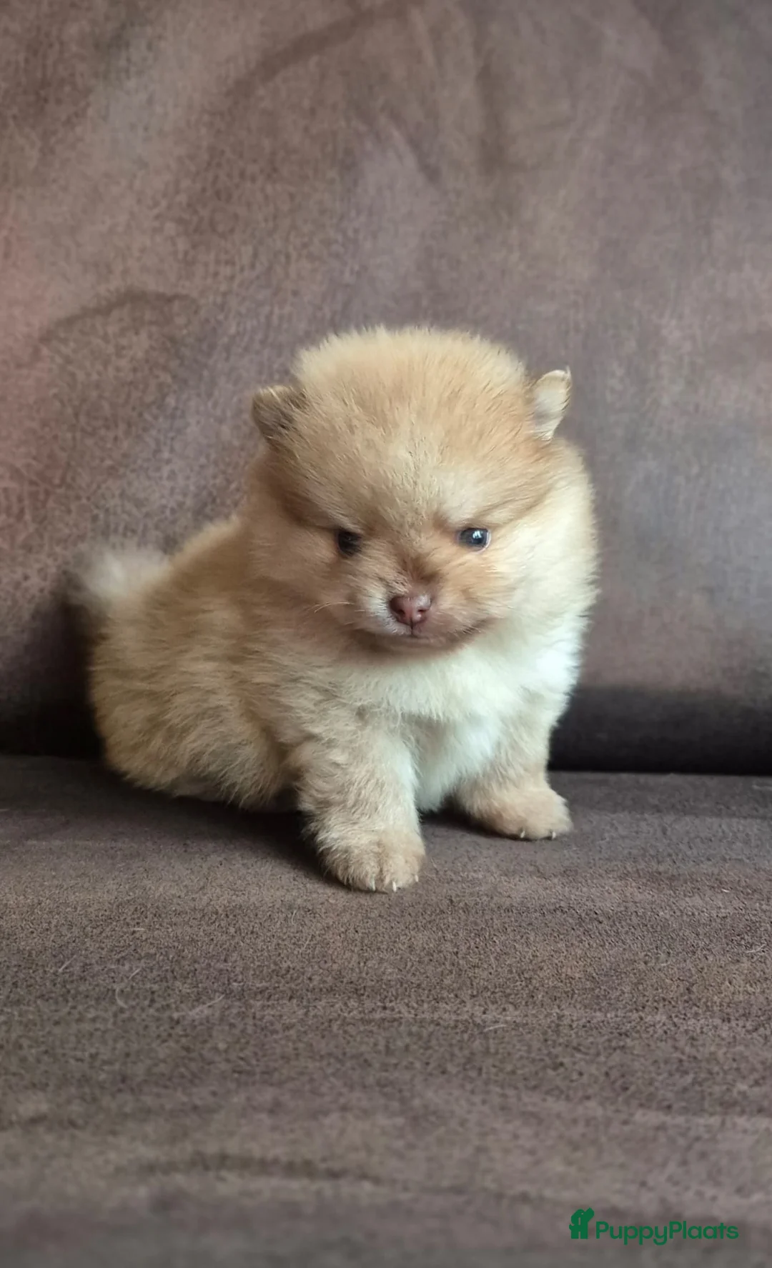 Kruising honden te koop: 3 reutjes - Advertentie 16