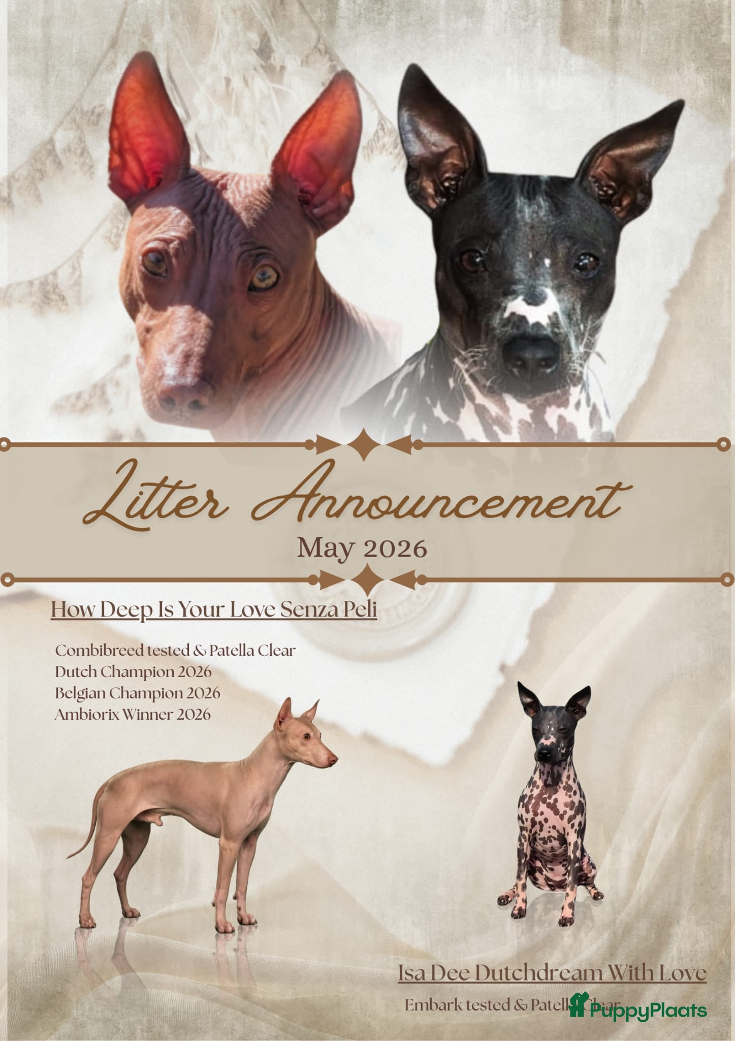 Amerikaanse Naakthond honden Prachtige Amerikaanse naakt hondjes - Advertentie 1