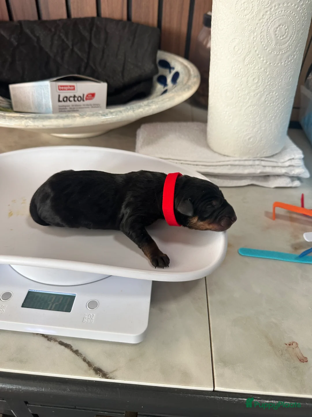 Duitse Pinscher honden te koop: Huiselijke omgeving opgegroeid  - Advertentie 12