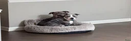 Amerikaanse Bully honden te koop: Mooie bully’s  - Advertentie 5