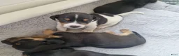 Jack Russel Terriër honden te koop: Jack Russellpups - Advertentie 9