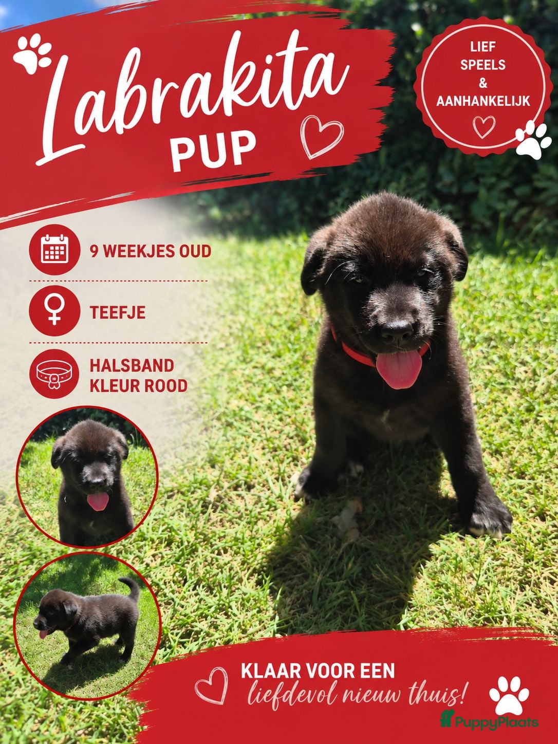 Kruising honden Labrakita pups (mogen verhuizen) - Advertentie 2