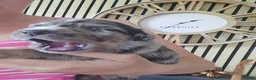 Kruising honden te koop: Mooie golden aussie pups - Advertentie 3