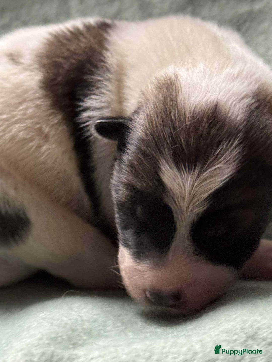 Thai Bangkaew Dog honden te koop: Thai Bangkaew Dog puppies - Advertentie 3