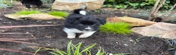 Border Collie honden te koop: Border collie pups  - Advertentie 12