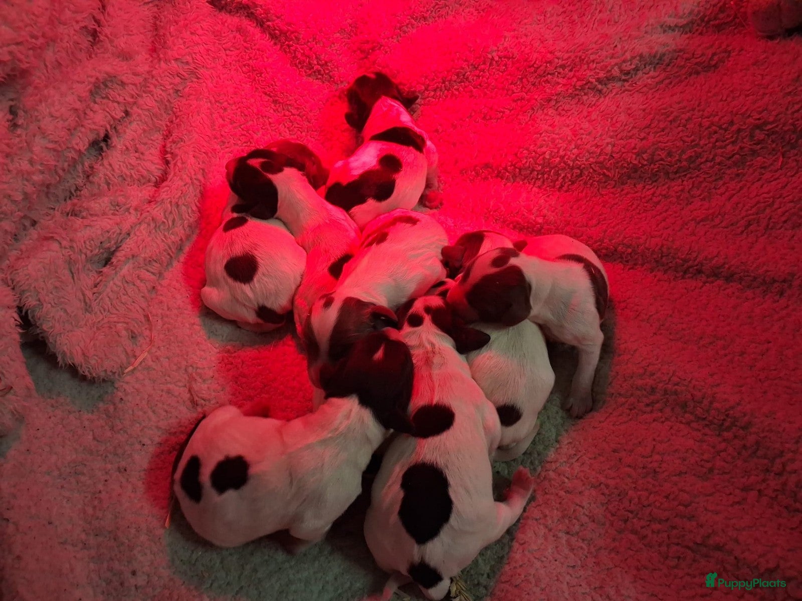 Engelse Springer Spaniel honden Engelse Springer Spaniel pups met stamboom - Advertentie 2