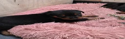 Rottweiler honden te koop: Prachtig mooie Rotweiler pups te koop! - Advertentie 4
