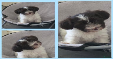 Havanezer honden - Advertentie 3