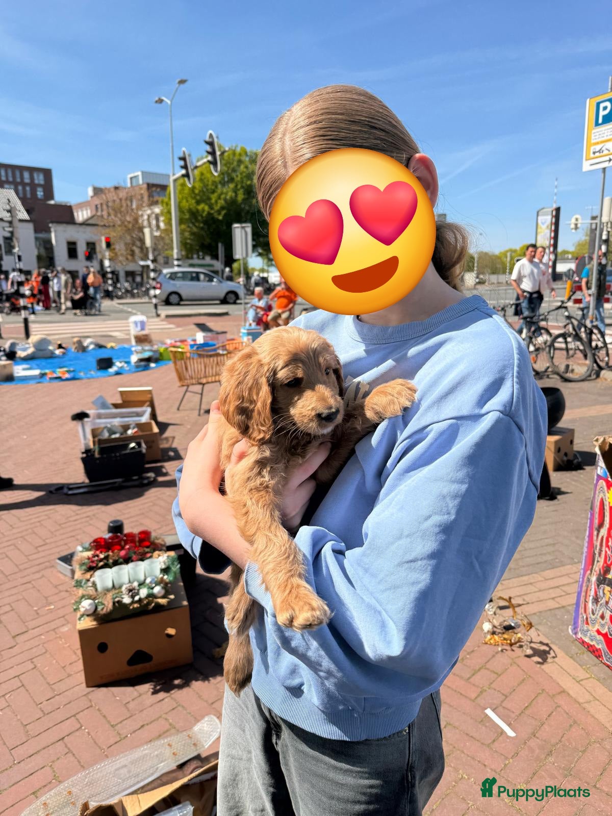 Labradoodle honden 7 weken oud nog 3 🩵🩵🩵labradoodle pups - Advertentie 2