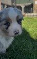 Australian Shepherd Puppy 1