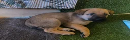 Kruising honden te koop: Tsjechoslowaakse wolfhond x Podenco-Mechel pups - Advertentie 4