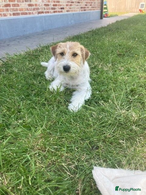 Jack Russel Terriër honden Ruwharige & brokencoated jack russell pups - Advertentie 10