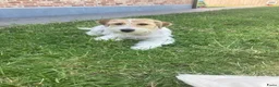 Jack Russel Terriër honden te koop: Ruwharige & brokencoated jack russell pups - Advertentie 1