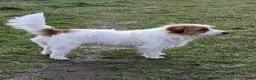 Jack Russel Terriër honden te koop: Ruwharige Jack Russell pups - Advertentie 8