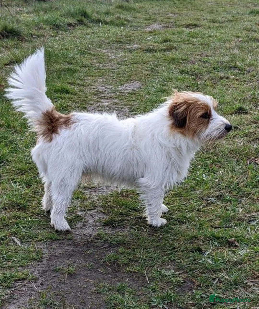 Jack Russel Terriër honden te koop: Ruwharige Jack Russell pups - Advertentie 8
