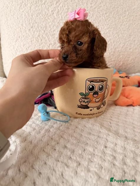 Poedel Toy honden Onze lieve Toy Poedel pups - Advertentie 2