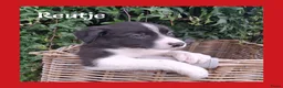 Border Collie honden te koop: Lieve border collie pups - Advertentie 2