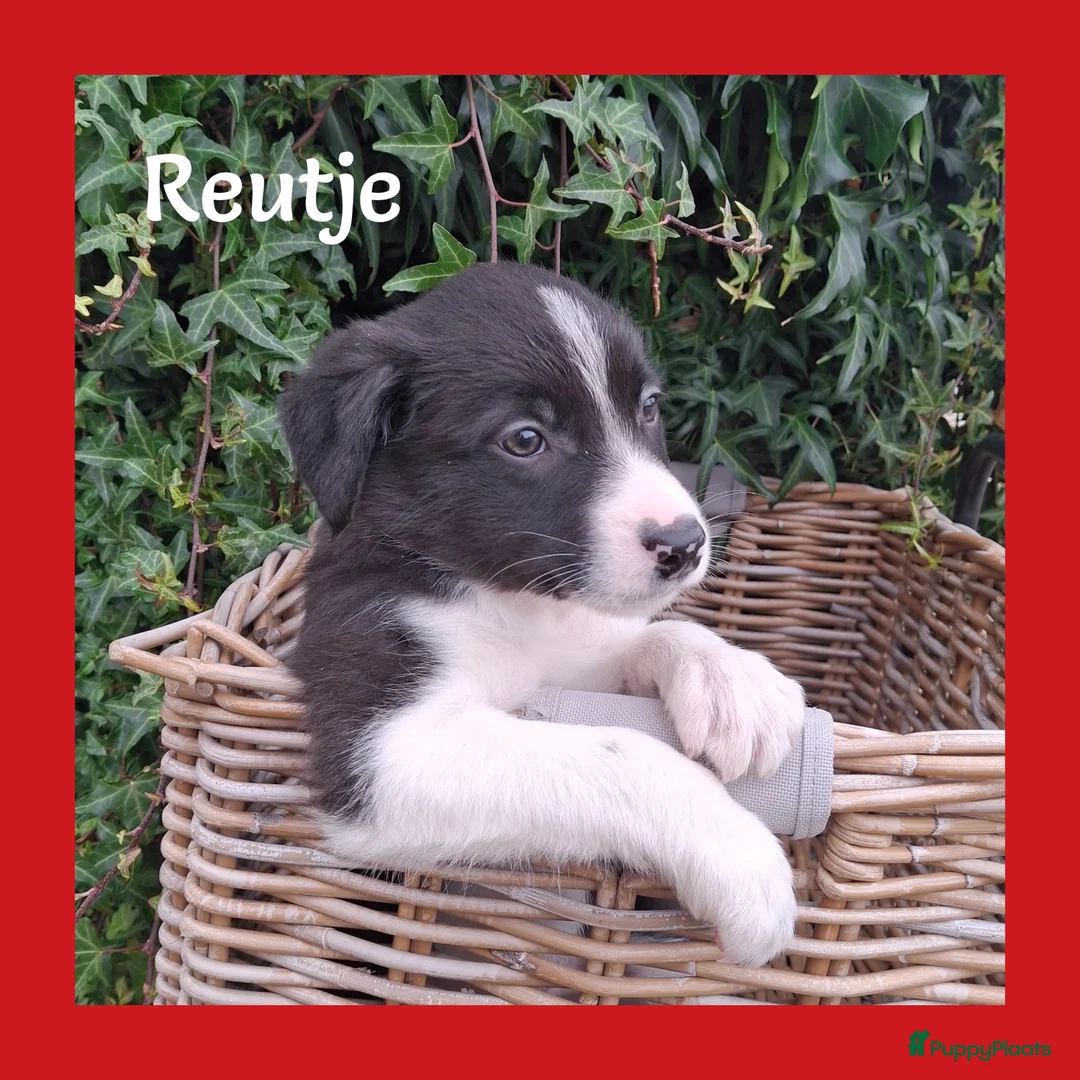 Border Collie honden te koop: Lieve border collie pups - Advertentie 2