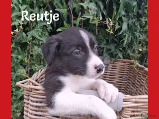 Border Collie honden Lieve border collie pups - Advertentie 13