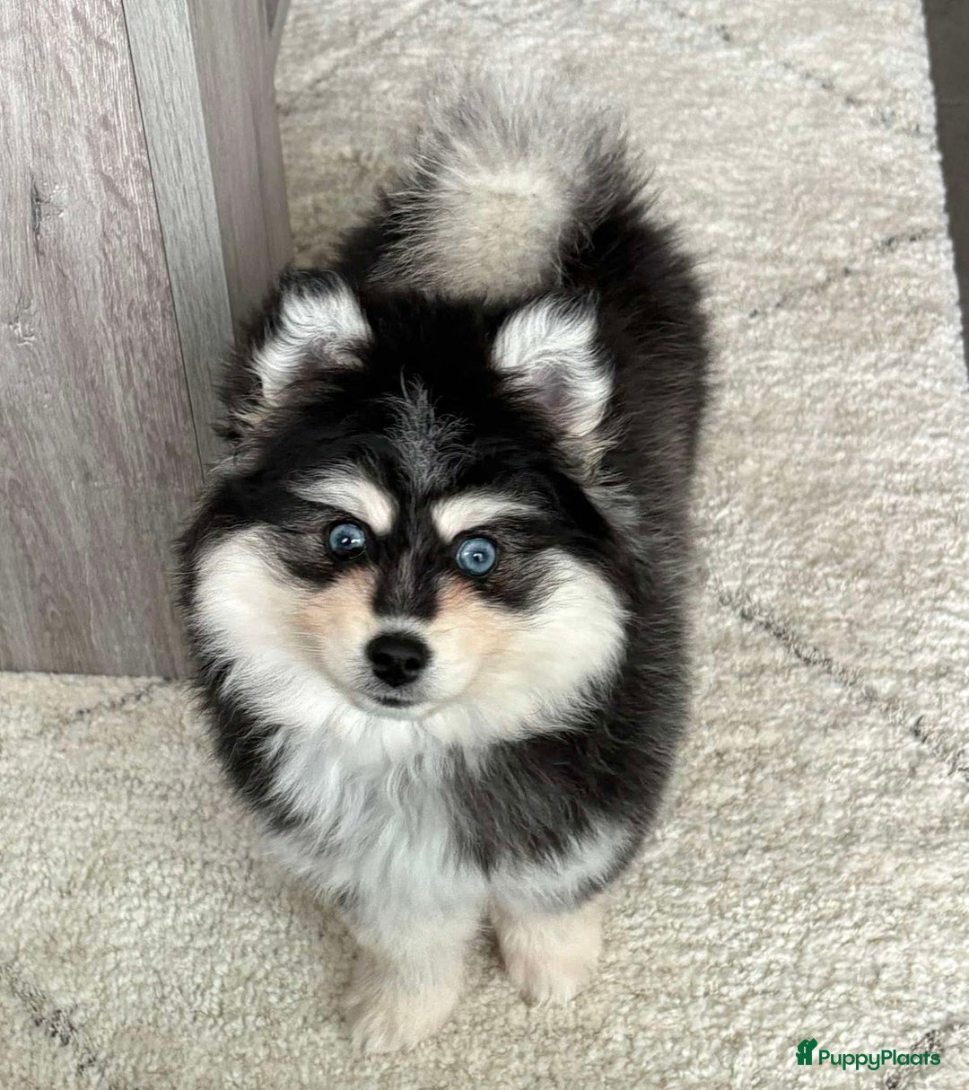 Pomsky honden te koop: Kleine pomsky in Essen - Afbeelding 2