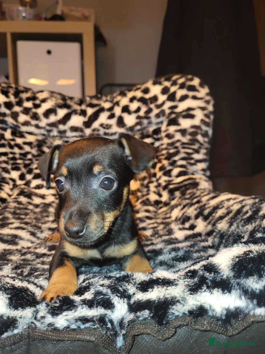 Jack Russel Terriër honden te koop: nog een black en tan reutje - Advertentie 2