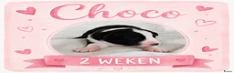 Australian Shepherd honden te koop: Stamboom pups geboren!  - Advertentie 6