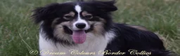 Border Collie honden te koop: Border collie pups met FCI stamboom - Advertentie 6