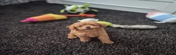 Poedel Toy honden te koop: Ieniemienie teefje 🌸💜 - Advertentie 9